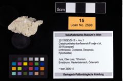 Foto (Objekt + Etikett) von Cretatrizocheles doerflesensis (Fraaije et al., 2019)  (NHMW-GEO-2017-0093-0012)